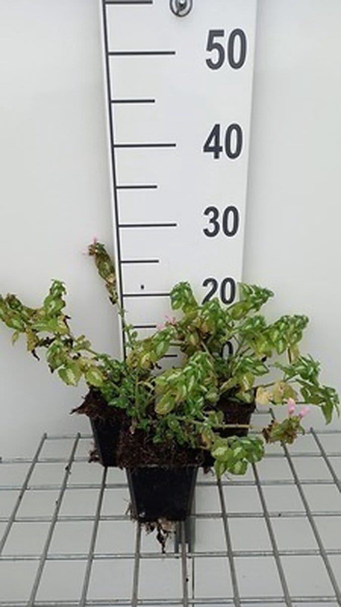 6x Dovenetel - Lamium mac. 'Shell Pink' | 9x9 cm pot