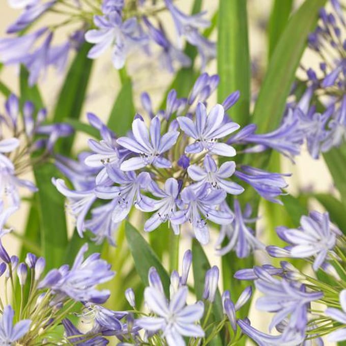 Agapanthus x Blue de Chine - Set van 3 - Afrikaanse dwerglelie - Pot 2 Liter