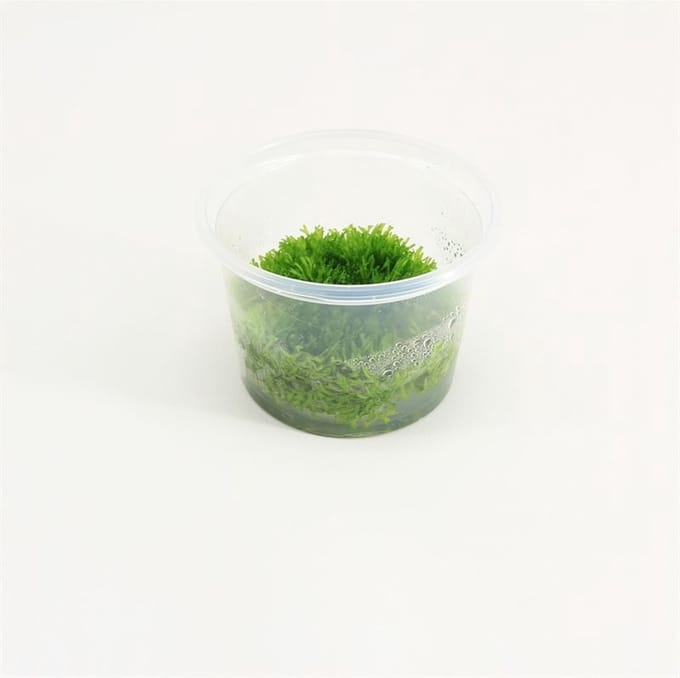 Moerings aquariumplanten - Riccia 3x in vitro cup 100cc