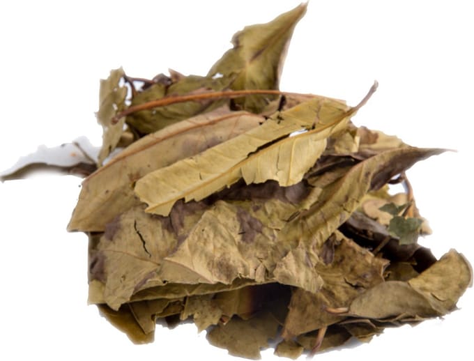 Tuana Kruiden - Daun Salam Blad - Bakje 7 Gram - Tuanashop - KP0060