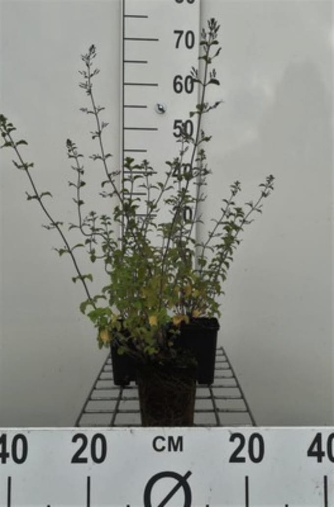 6 x Calamintha nepeta 'Blue Cloud' - steenmijn - pot 9 x 9 cm