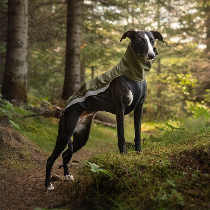 Softshell body - Maat S - jas voor windhonden en andere honden - met ritsen