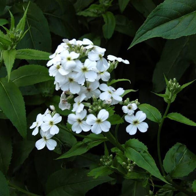 6 x Hesperis Matronalis 'Alba ' - Damastbloem pot 9x9cm