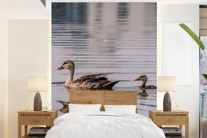 Behang - Fotobehang Eend - Water - Vogel - Bruin - Breedte 160 cm x hoogte 220 cm
