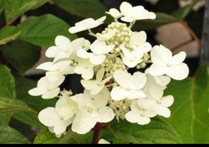 Hydrangea pan. 'Wim's Red®' - Pluimhortensia 40- 50 cm in pot