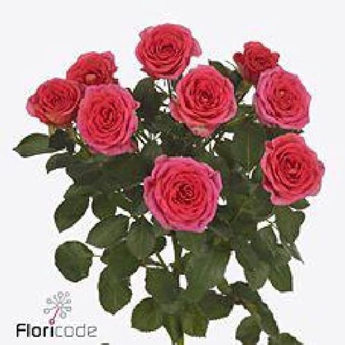 10x Rosa chimo 40cm