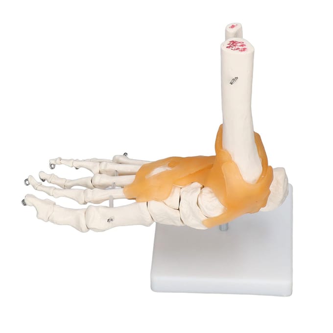 Menselijk Voetmodel Anatomisch Enkel Skelet Botten met Ligament 1 op 1 Levensgroot Model white