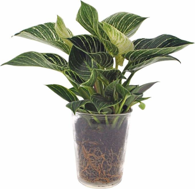 Philodendron White Wave | 30cm | incl. glazen vaas