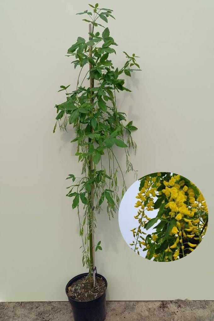 Jonge Gouden regen boom | Laburnum anagyroides 'Yellow Rocket' | 150-200cm hoogte