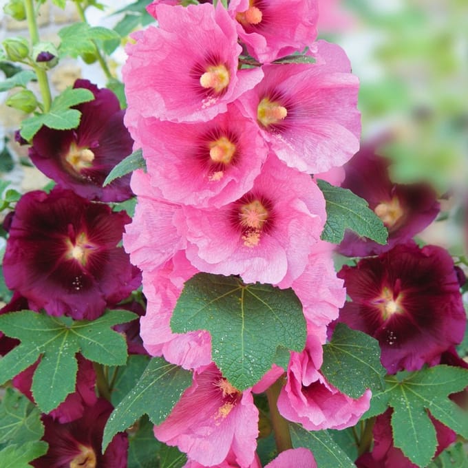 Sluis Garden - Stokroos Antwerp Stars (Alcea rosea)
