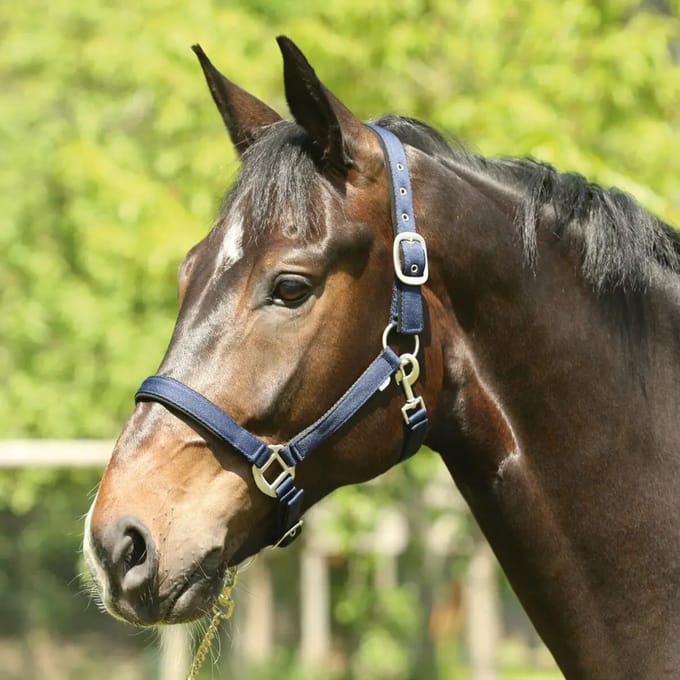 Halster voor paarden HorseGuard Lea