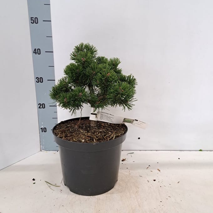 Pinus mugo 'March' - Bergden | 25-30 cm pot