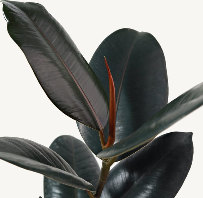 Hydroplant Ficus Elastica Abidjan