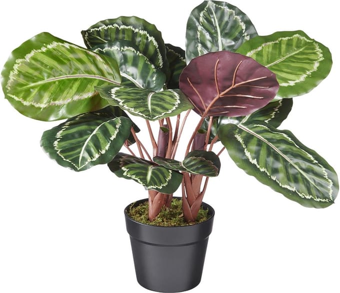 Kunstplant Calathea H50cm - HTT Decorations kunstplanten