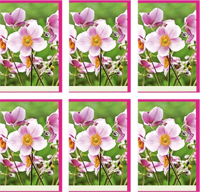 MGPcards - 6x dubbele wenskaart met envelop - Blanco - Bloemen - 11,5 x 17 cm