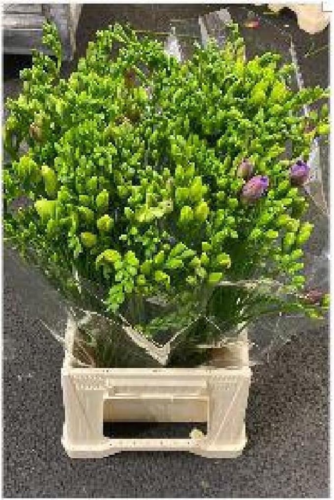 50x Frees.mix var.(d) 50cm