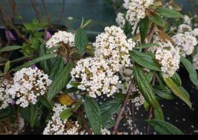 Viburnum 'Pragense' - Sneeuwbal 60- 80 cm in pot