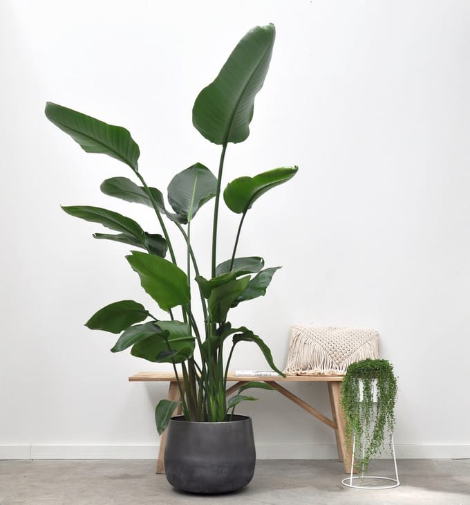 Paradijsvogelplant - Strelitzia Nicolai hoogte 200cm potmaat 27cm