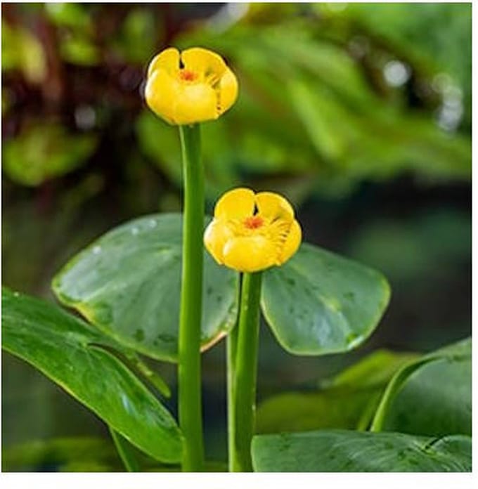 Moerings Nuphar Lutea | Gele plomp | In 3L Mand