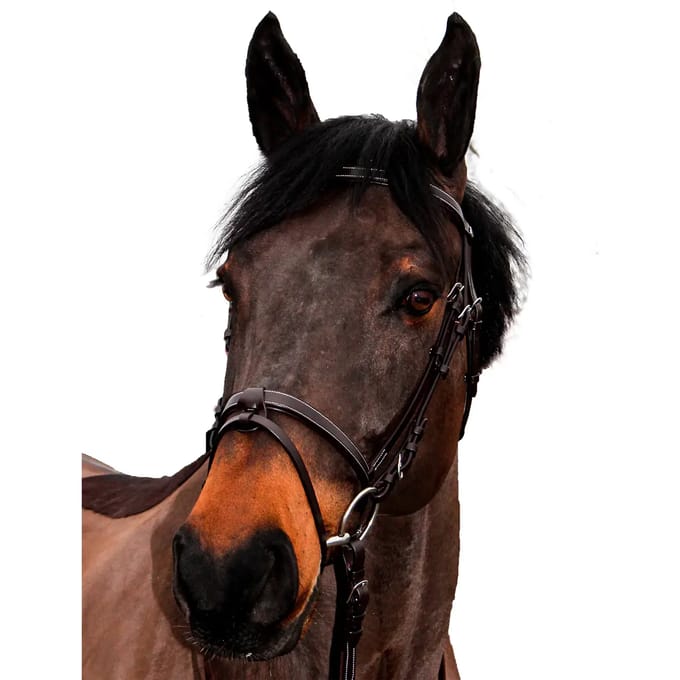 Hoofdstellen voor paarden Canter Club