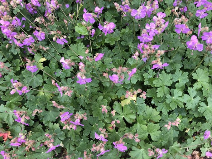 6x Ooievaarsbek - Geranium cantabrigiense 'Karmina' | 9x9 cm pot