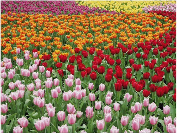 Art for the Home Buitencanvas Nederlands Tulpenveld