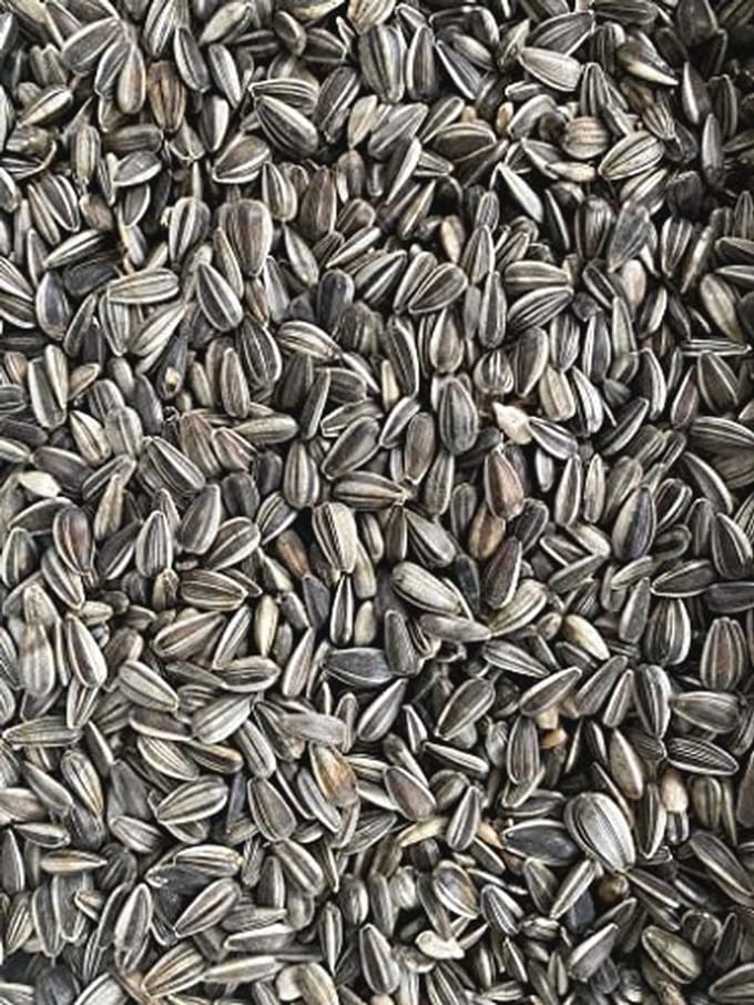 Heinrichs Agrar Zonnebloempitten gestreept, vogelvoer, 25 kg