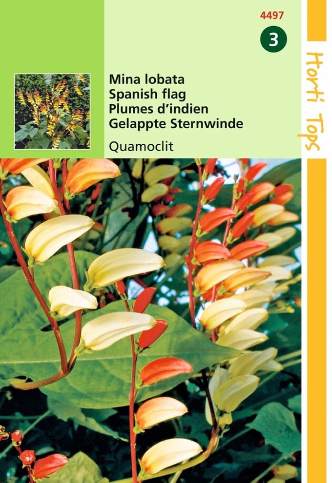 2 stuks - Hortitops - Mina Lobata