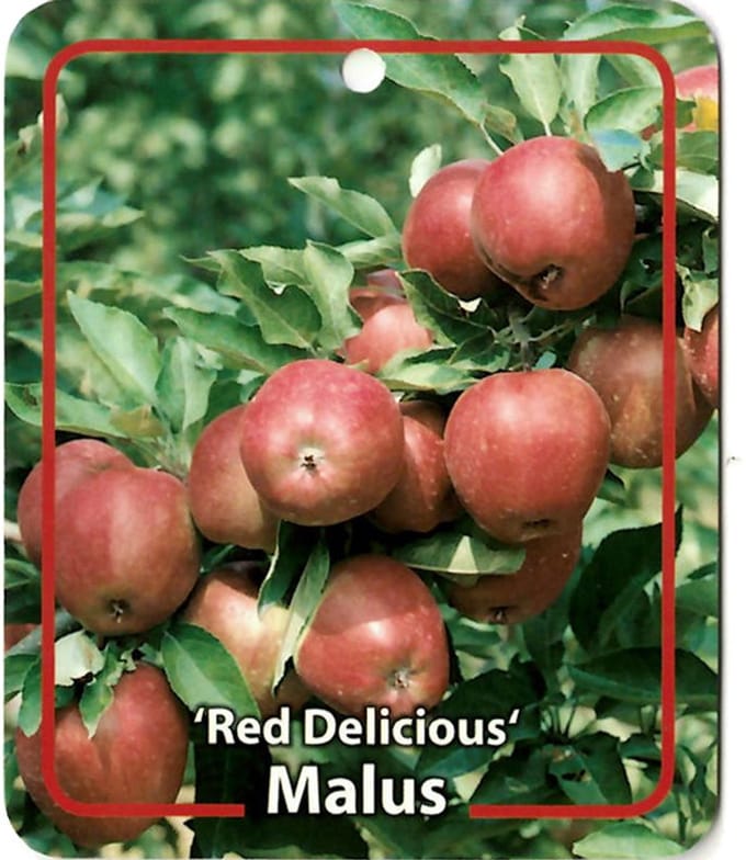Oosterik home - Malus Domestica Red Delicous