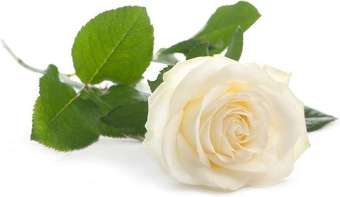 Witte roos