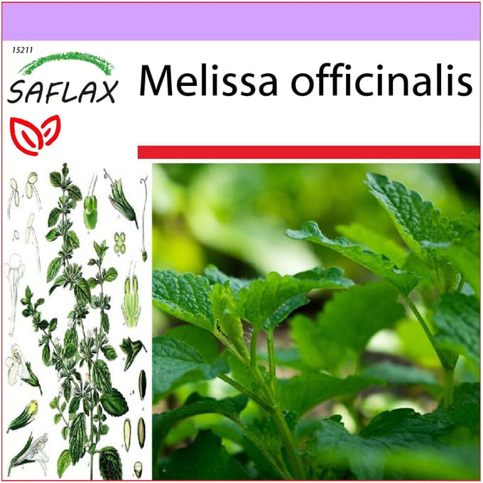 SAFLAX - Citroenmelisse - 150 zaden - Melissa officinalis