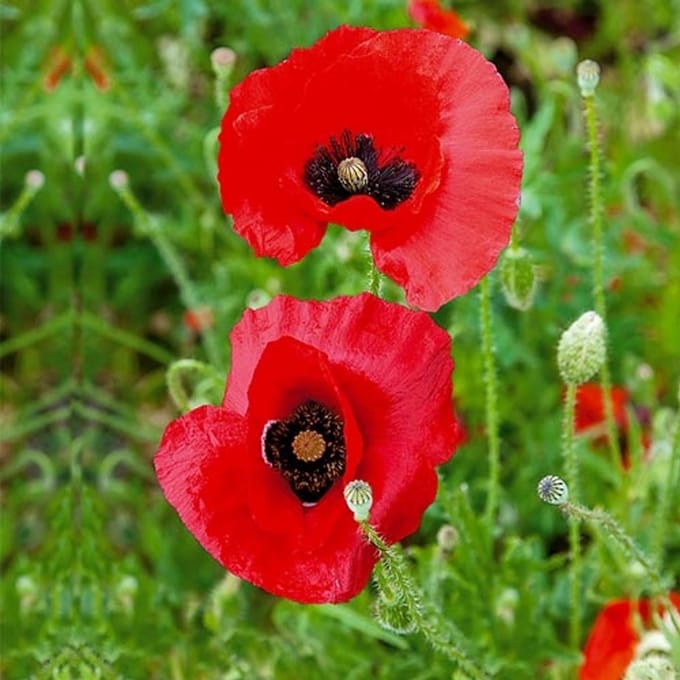 Papaver zaden - Tulppapaver