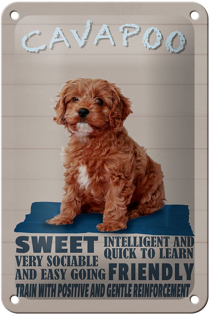 Blechschild Spruch 12x18cm Cavapoo Hund sweet friendly