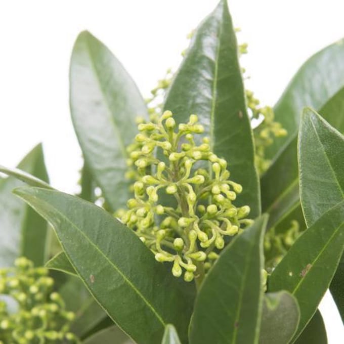 5x Skimmia kew green 40cm