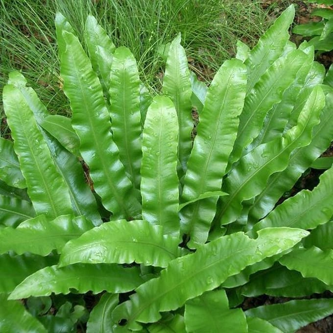 6 x Asplenium Scolopendrium - Tongvaren Pot 9x9cm - Elegante Groenblijver