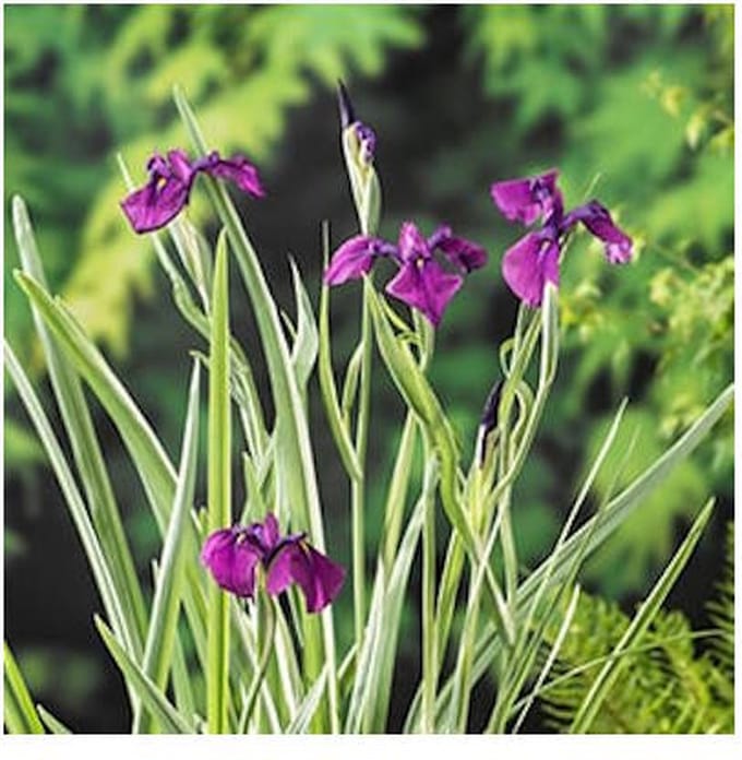 Moerings Iris kaempferi Variegata | Water Iris | In 9CM pot