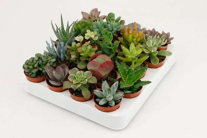 Vetplanten/Succulenten mix - 5.5 cm x 20 Planten