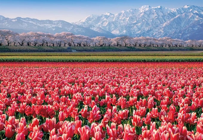 Hoogwaardige Puzzel 1000 Stukjes - Levendig Tulpenveld