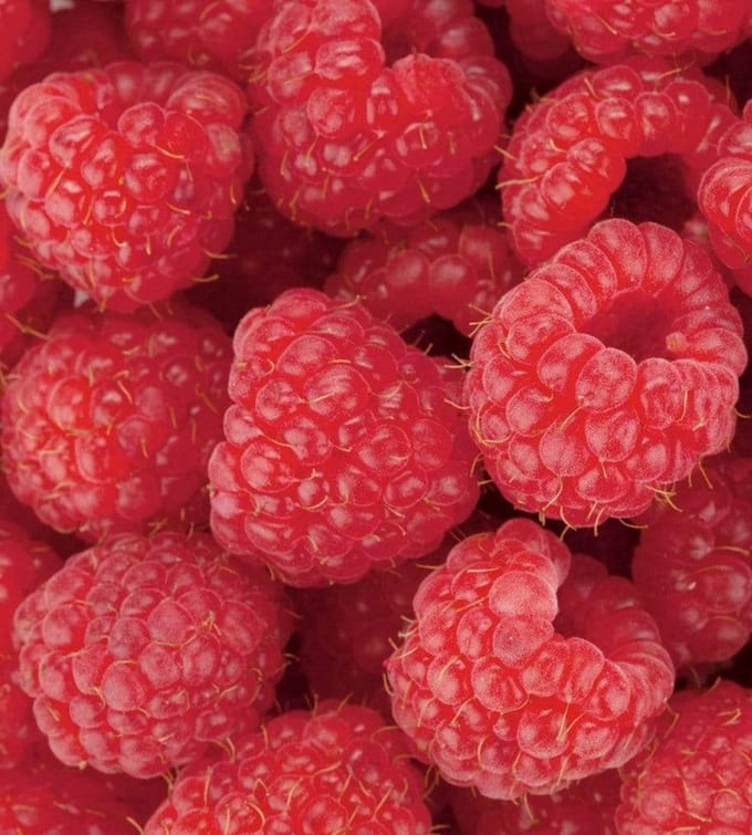 Fotobehang - Raspberry 225x250cm - Vliesbehang