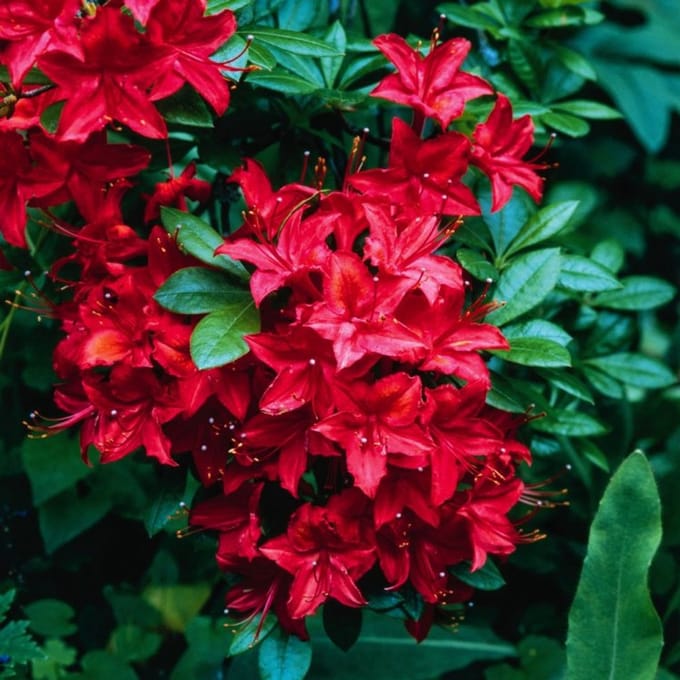 Plants Online BV - Planten - Set van 1 - Rhododendron (AK) 'Satan'