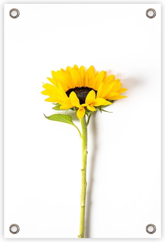 Tuinposter “Zonnebloem” - “60x90cm” - poster tuin