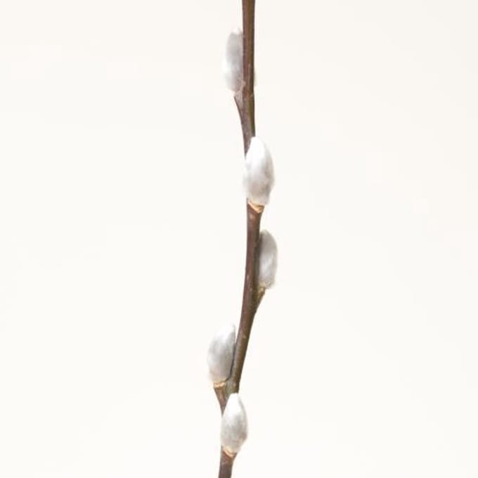 50x Tk salix snowflake 80cm