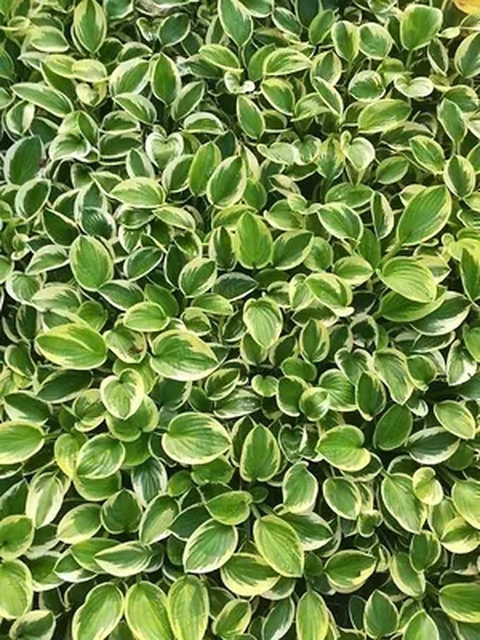 6x Hartlelie - Hosta hybr. 'Brim Cup' | 9x9 cm pot