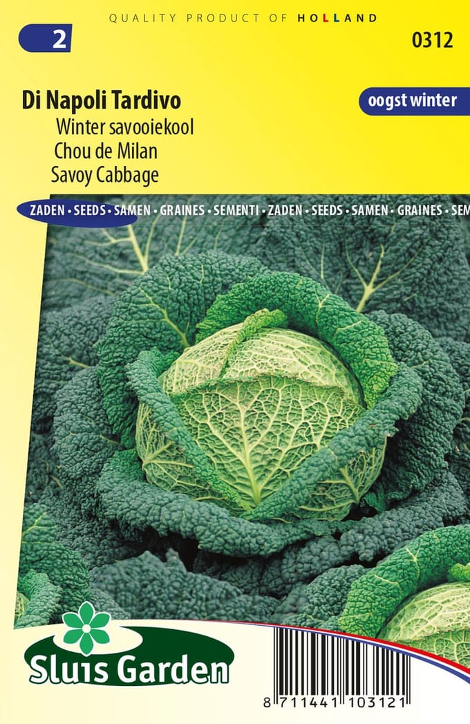 Savooiekool (Brassica oleracea convar. capitata var. sabauda) - Winter Di Napoli Tardivo - Moestuin