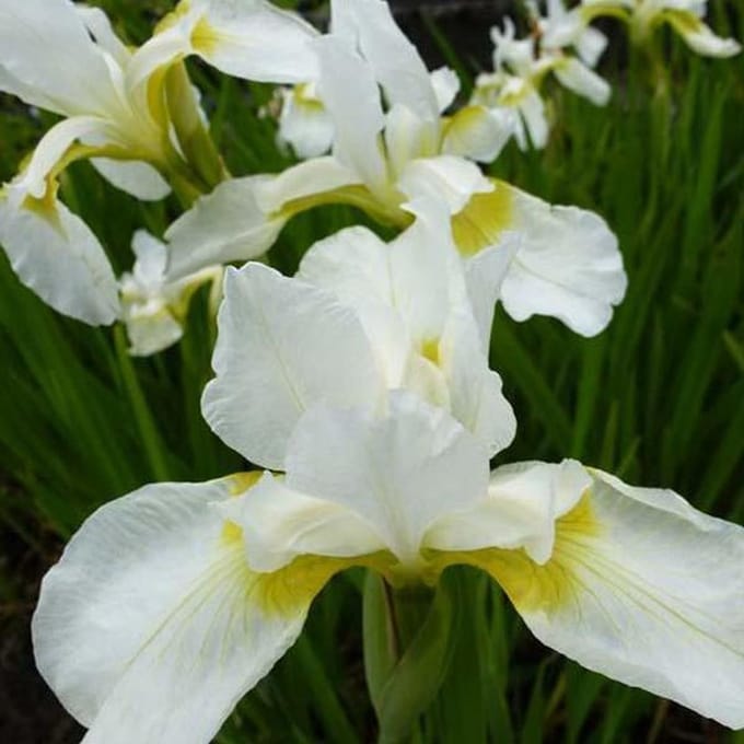 6 x Iris (G) 'White Knight' - Baardiris pot 9x9cm - Witte bloemen, zonminnend