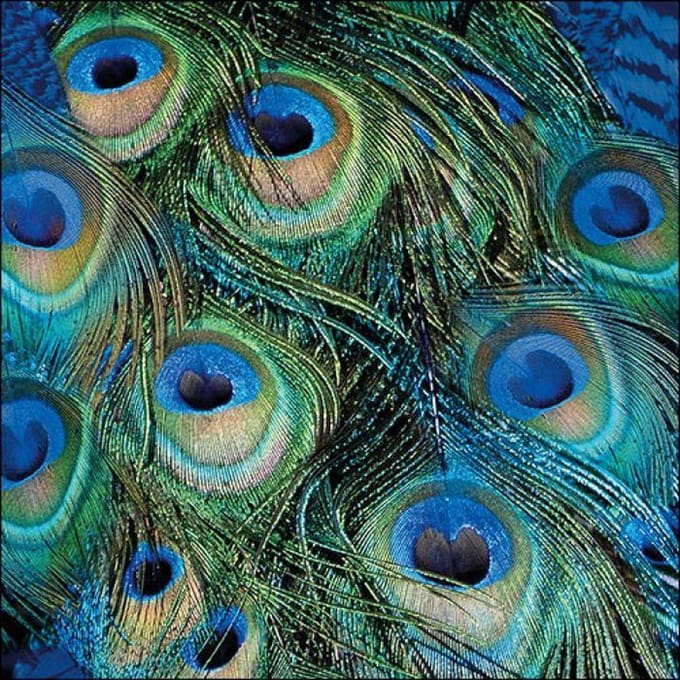 Ambiente Servetten 20pcs / 33 x 33cm, Peacock feathers