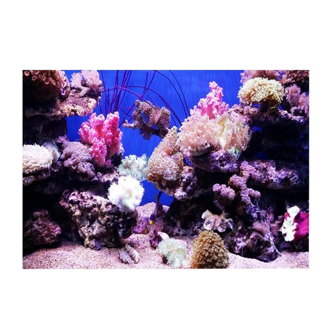 Affiche Adhésive Effet 3D Corail Seaworld pour Décoration d'Aquarium 61 x 30cm blue