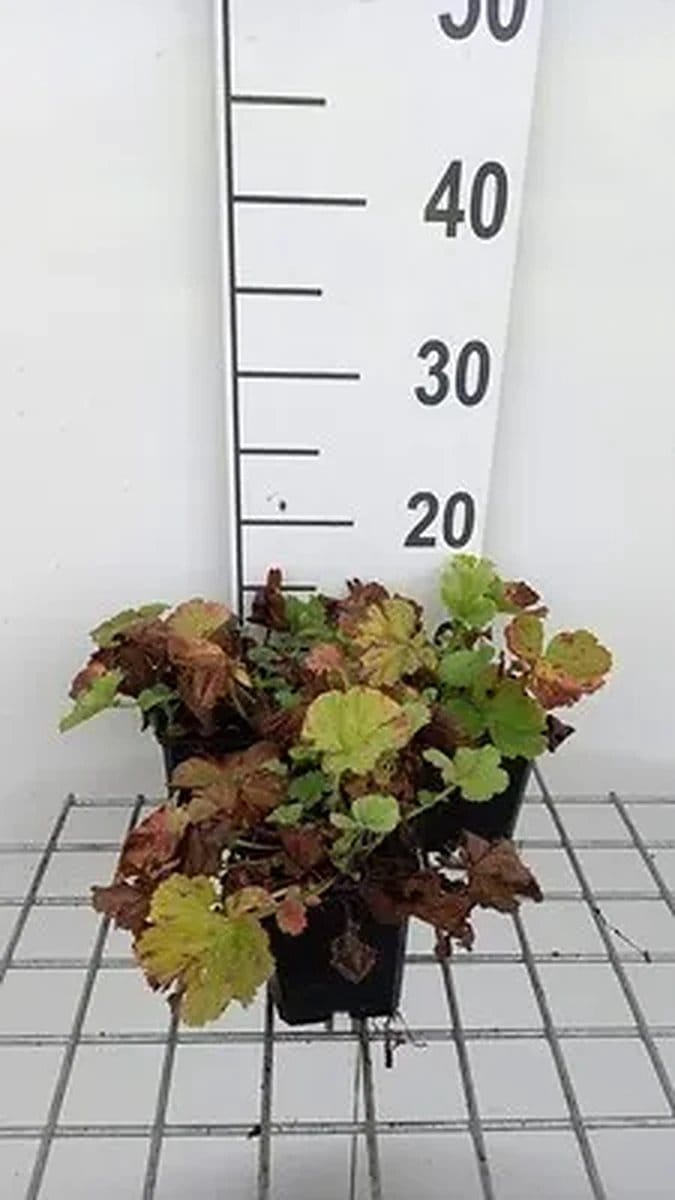 6x Nagelkruid - Geum hybr. 'Lemon Drops' | 9x9 cm pot