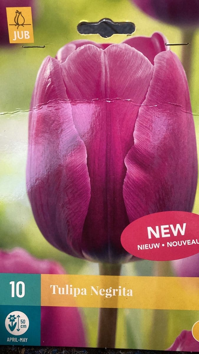 JUB - Tulipa Negrita