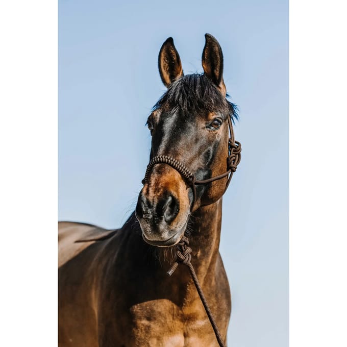 Halster en touwset voor paarden Norton Deco